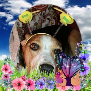 Meet your Posher, Dreama